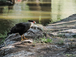 aves a la orilla del rio