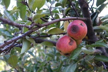 Rotten apple on the tree