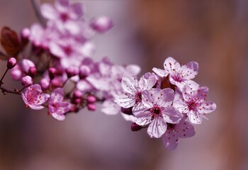 Cherry blossom tree branch spring background