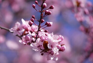 Cherry blossom tree branch spring background