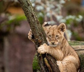 lion cub climbing on a tree