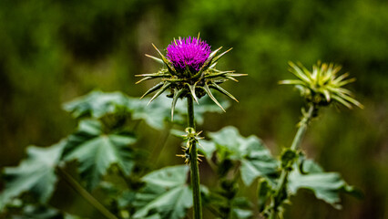 purple flower in the meadow