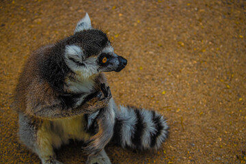 lemur sitting on the ground
