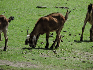 Animales de granja en libertada
