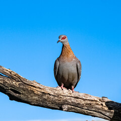 Columba guinea, Speckled Pigeon, beautiful bird in Namibia
