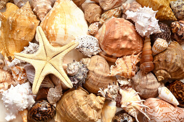 Starfish and seashell on the summer beach. Summer background.