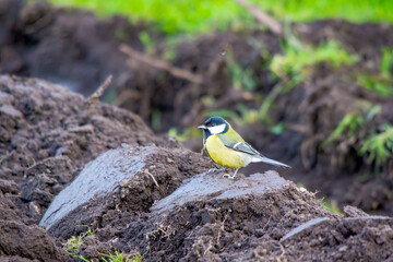 Cute great tit standing on fresh soil in the field. © Shaaaris/Wirestock Creators