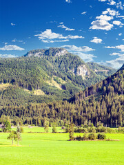 Fototapeta na wymiar Trees in the forest of Alps