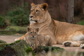 Fototapeta na wymiar lion cub and lioness mother and son