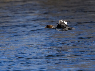Female Common Goldeneye Flying Over River in Winter