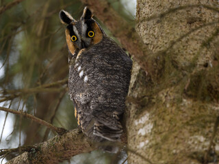 Long-eared Owl Sitting on Tree Branch in Winter