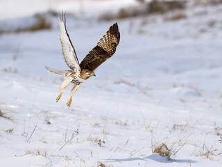 Red-Tailed Hawk Taking Off from Snow Hill in Winter