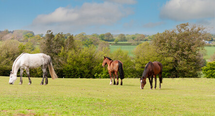 Fototapeta na wymiar Three horses graze together in their field in rural Shropshire , enjoying each other’s company and loving the big grassy field .