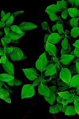 Potted mint with a black background.