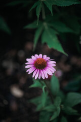 pink and white flower