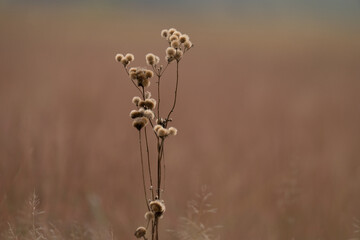 Wild bush flower growing in the middle of a grassland