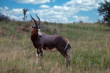 Naklejka na ściany i meble Blesbok standing proud in the Rietvlei nature reserve in south africa looking for its young