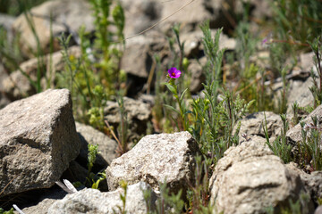 Plantita