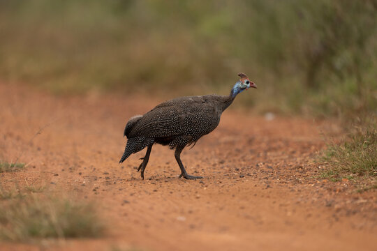 Wild spotted Guinea fowl running on a dirt road to cross it and join the rest of coup  with a shallow depth of field