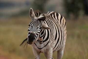 tame striped Zebra in the wild walking and shaking its head to fend off the flies. taken in Rietvlei nature reserve in South Africa 