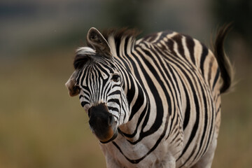 Fototapeta na wymiar tame striped Zebra in the wild walking and shaking its head to fend off the flies. taken in Rietvlei nature reserve in South Africa 