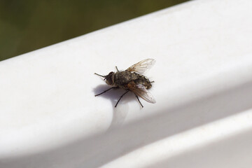 Male cluster fly (Pollenia) family Calliphoridae on a white edge in the sun. Blurred green garden....