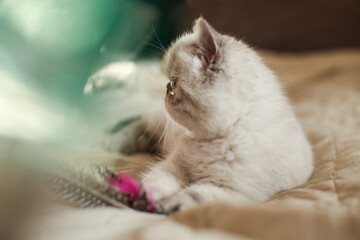 Cute white kitten of purebred Persian cat with blue eyes playing with toy. Breeding animals. Pets at home. 