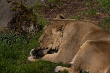 A lion lies comfortably in the grass and looks at the visitors of his territory. What a majestic animal this big cat is.