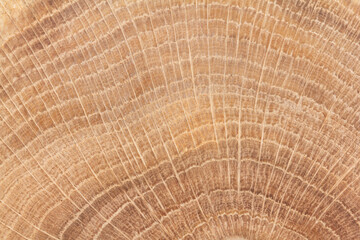 Fototapeta premium Jahresringe einer Eiche Nahaufnahme