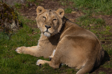 A beautiful lioness lies in the grass and licks her paws. She is very tired and hungry and is always looking for food.