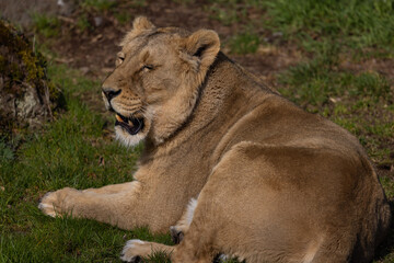 Fototapeta premium A beautiful lioness lies in the grass and licks her paws. She is very tired and hungry and is always looking for food.