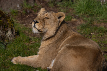 A beautiful lioness lies in the grass and licks her paws. She is very tired and hungry and is always looking for food.