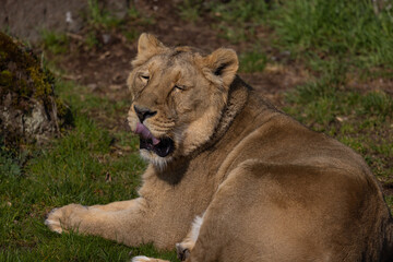 A beautiful lioness lies in the grass and licks her paws. She is very tired and hungry and is always looking for food.
