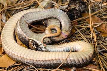 Eastern Hognose Snake Playing Dead - Heterodon platirhinos
