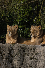 Two lions lie on the rock and look out for other animals to hunt. A wonderful creature that is mostly found in southern Africa such as Tanzania, South Africa or Botswana.