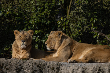 Two lions lie on the rock and look out for other animals to hunt. A wonderful creature that is mostly found in southern Africa such as Tanzania, South Africa or Botswana.
