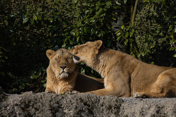 Two lions are preening each other on a rock and it looks like they love each other very much. They could also be siblings. The lions are very much in danger of extinction.