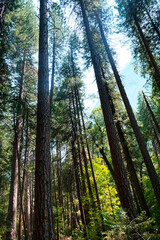 Mist trail hiking to vernal fall