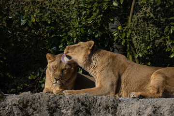 Obraz na płótnie Canvas Two lions are preening each other on a rock and it looks like they love each other very much. They could also be siblings. The lions are very much in danger of extinction.