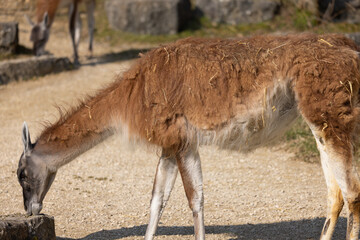 The Guanaco is the ancestral form of the llama and the alpaca. It is perfectly adapted to life at altitudes of up to 4000 meters above sea level and is mostly found at high altitudes in the Andes.