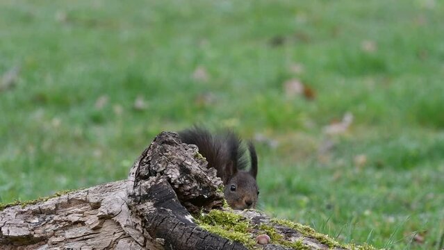 Eurasian red squirrel (Sciurus vulgaris) looking for hazelnuts in food cache hidden in tree stump and running away with the nuts