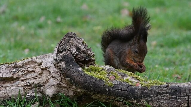 Eurasian red squirrel (Sciurus vulgaris) looking for hazelnuts in food cache hidden in tree stump and running away with the nuts