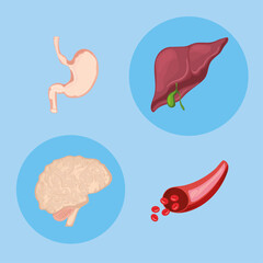 icons human internal organs