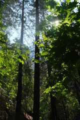 Fototapeta premium Mist trail hiking to vernal fall