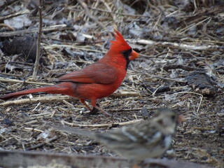 Red Cardinal