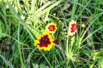 Gelbe Blume mir einem rotem Innen 