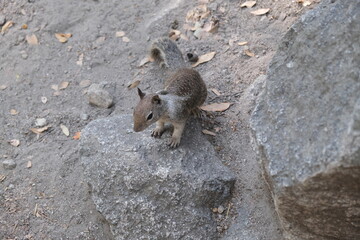 Squirrel next to the rock. Image beautiful animal.