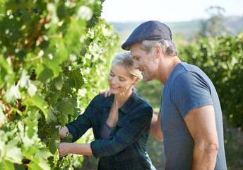 This vine looks in great shape. Happy mature couple checking the vines in their vineyard together. - Powered by Adobe