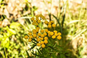 Rainfarm stinkende kleine gelbe runde Blumen aber sehr schön in der wilden Natur 