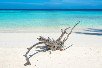 Maldives Islands Tropical